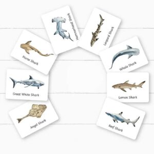 playful little readers sharks flashcards